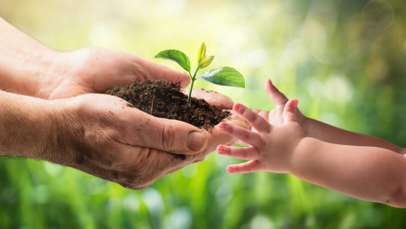 Tree Plantation Drive