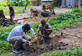 Tree Plantation